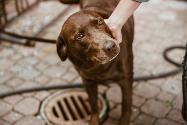 Healing sessie voor dieren patrica soul healing