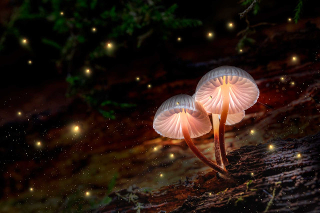 Patriciasoulhealing headerklein paddestoelen